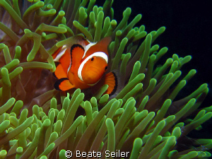 Clownfish , taken with Canon S70 and UCL165 by Beate Seiler 